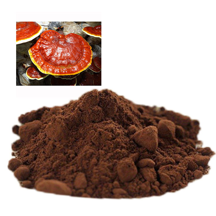 Orgaaniline Ganoderma Lucidum seenpulber
